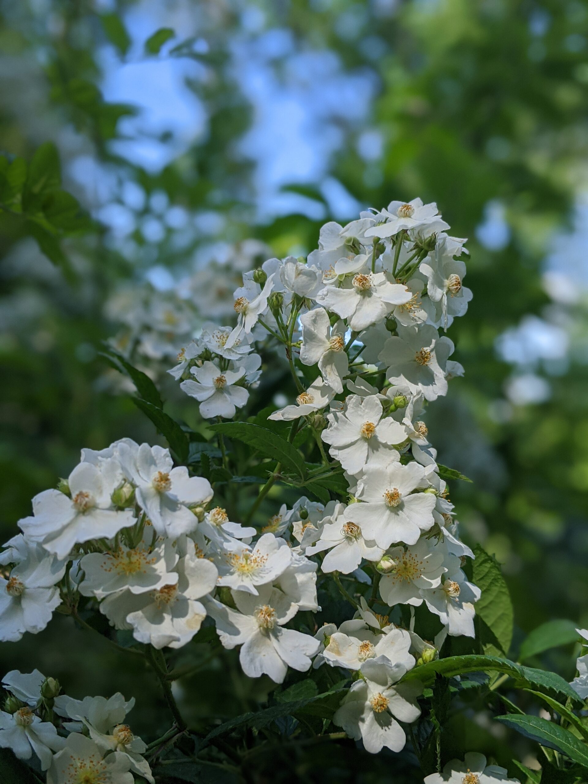 Taxter Ridge Park Preserve – Carriage Trail, Water Tower, Danny Gold Blue Trail, Yellow Trail