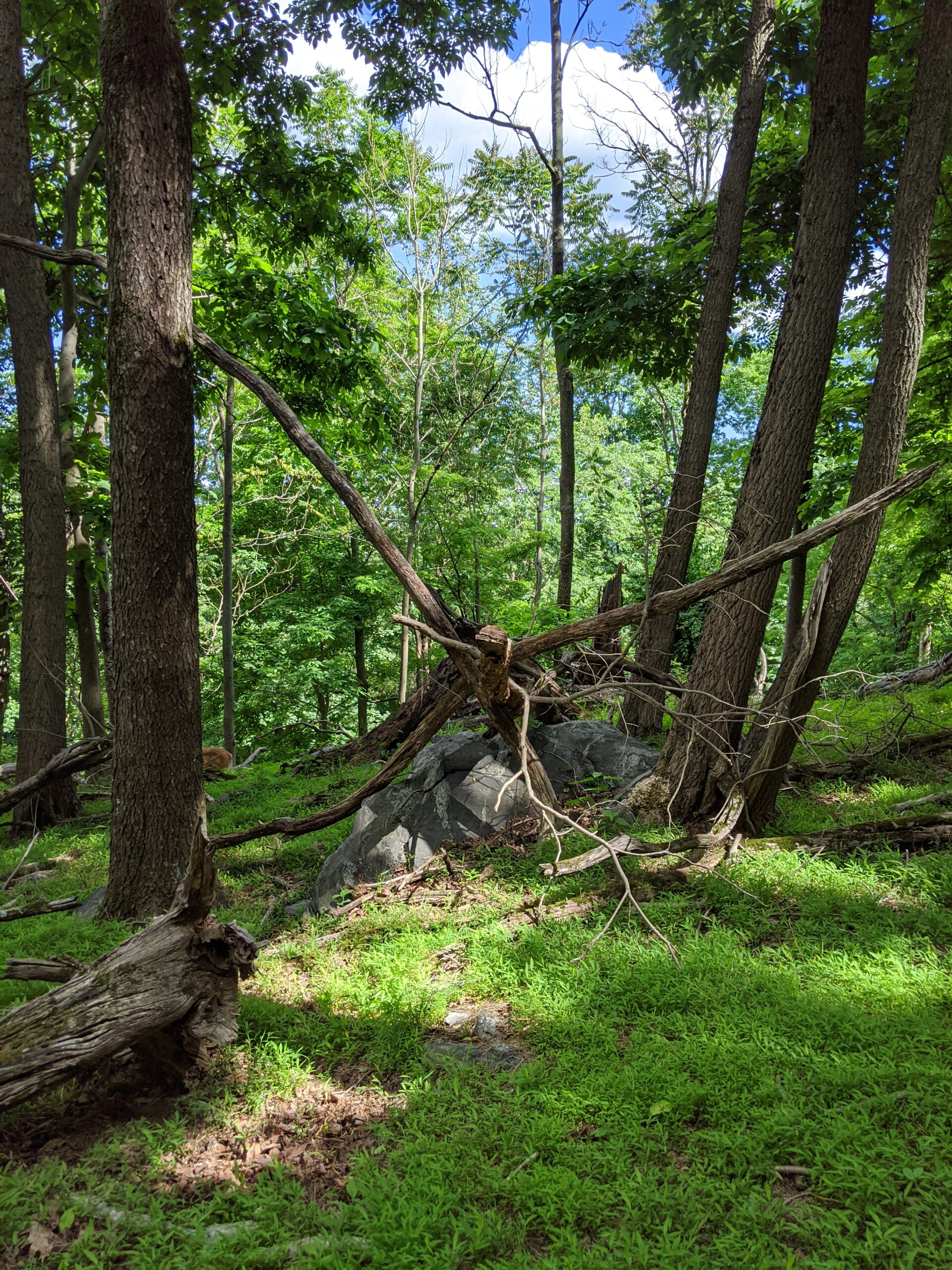 East Irvington Nature Preserve – Weckquaesgeek Trail