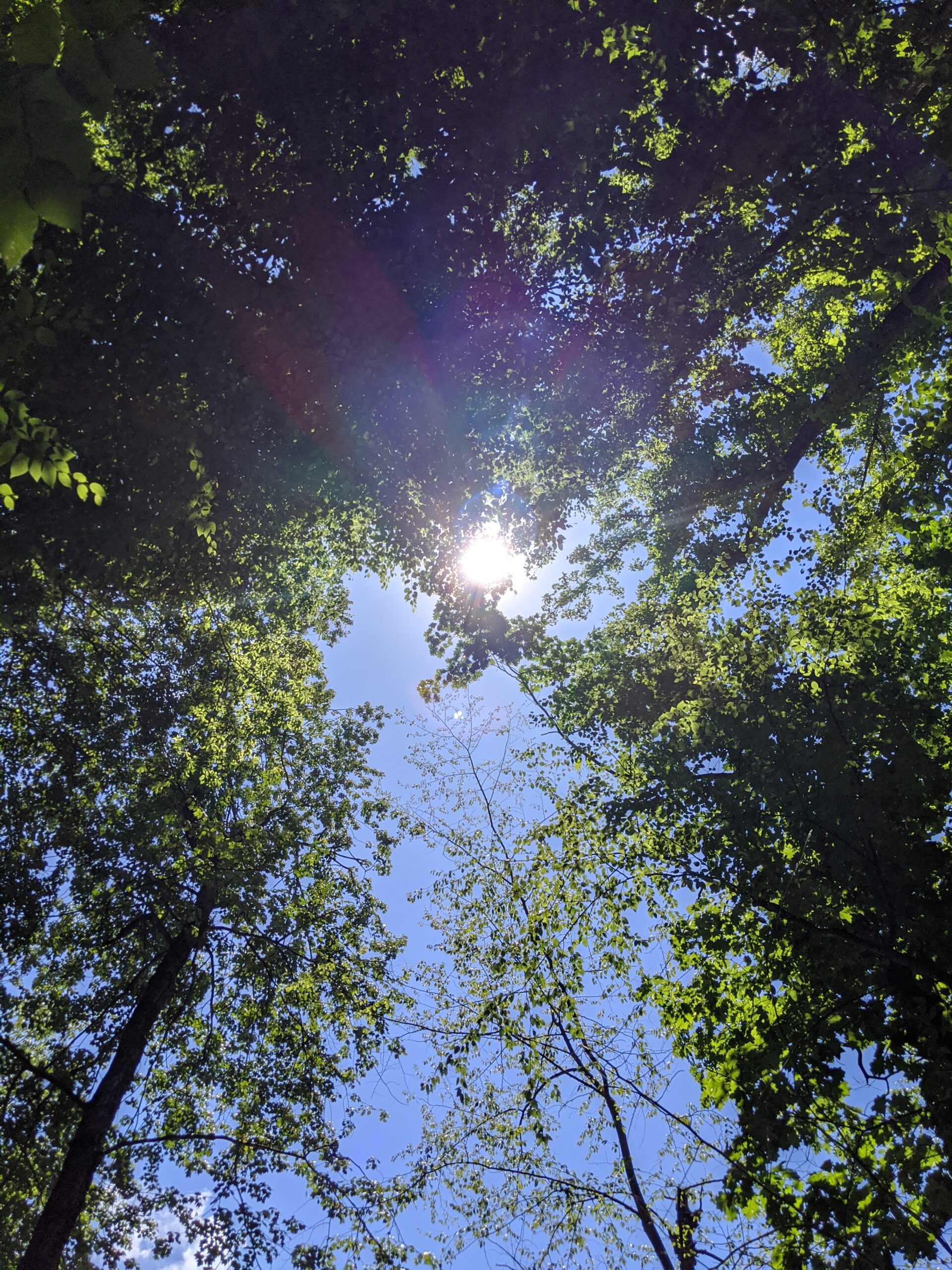 Taxter Ridge Park Preserve – Woody Crest, Danny Gold Blue Trail, Orange Trail