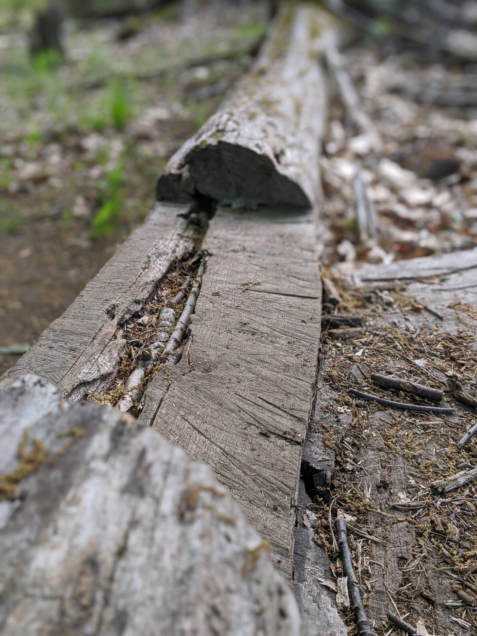 Taxter Ridge Park Preserve – Yellow Trail, Woody Crest, Danny Gold Blue Trail, Orange Trail