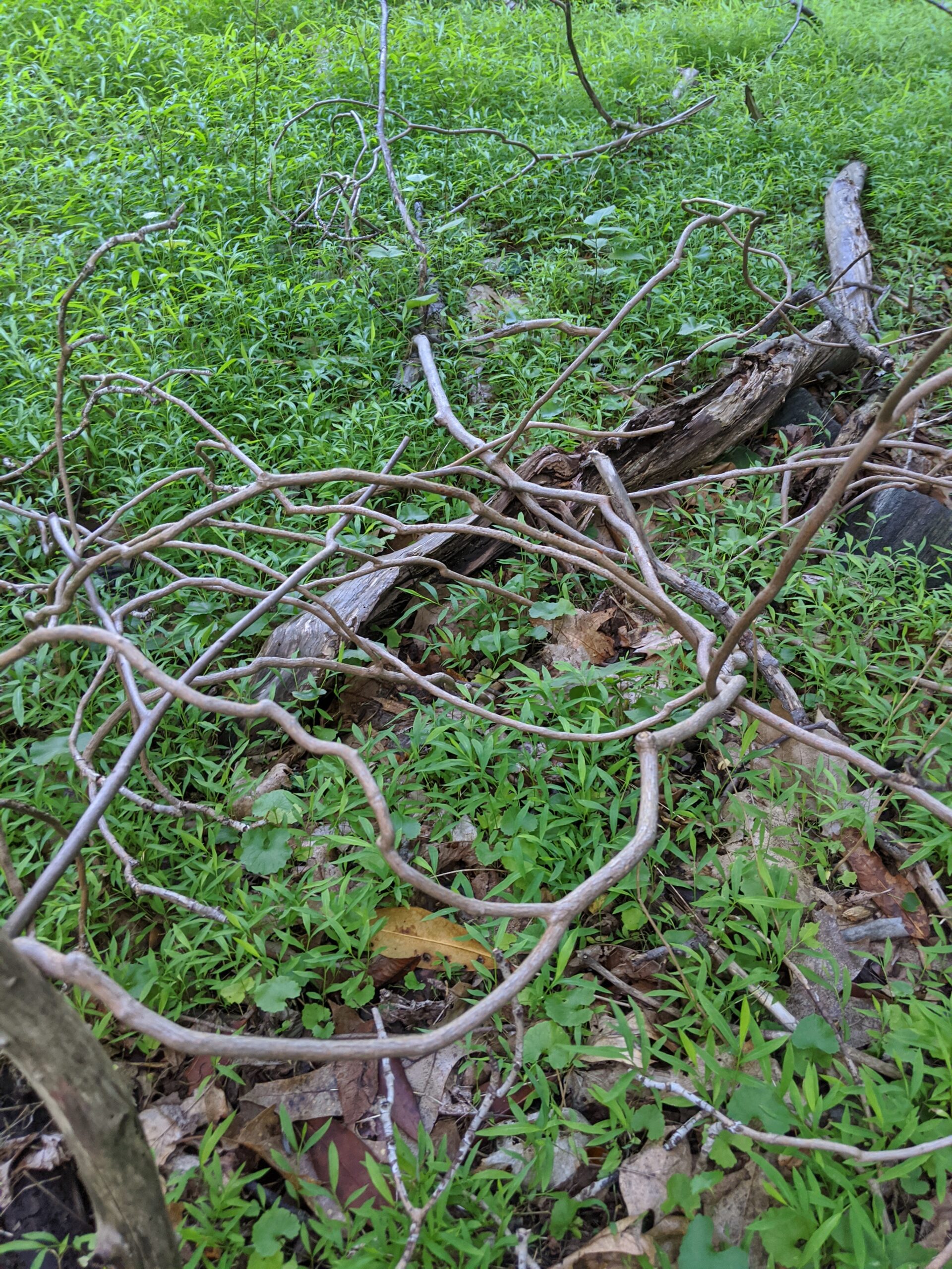 The Irvington Woods – Sunset Rock, Split Rock, Irvington Reservoir, Ice Pond, Marshall Pond