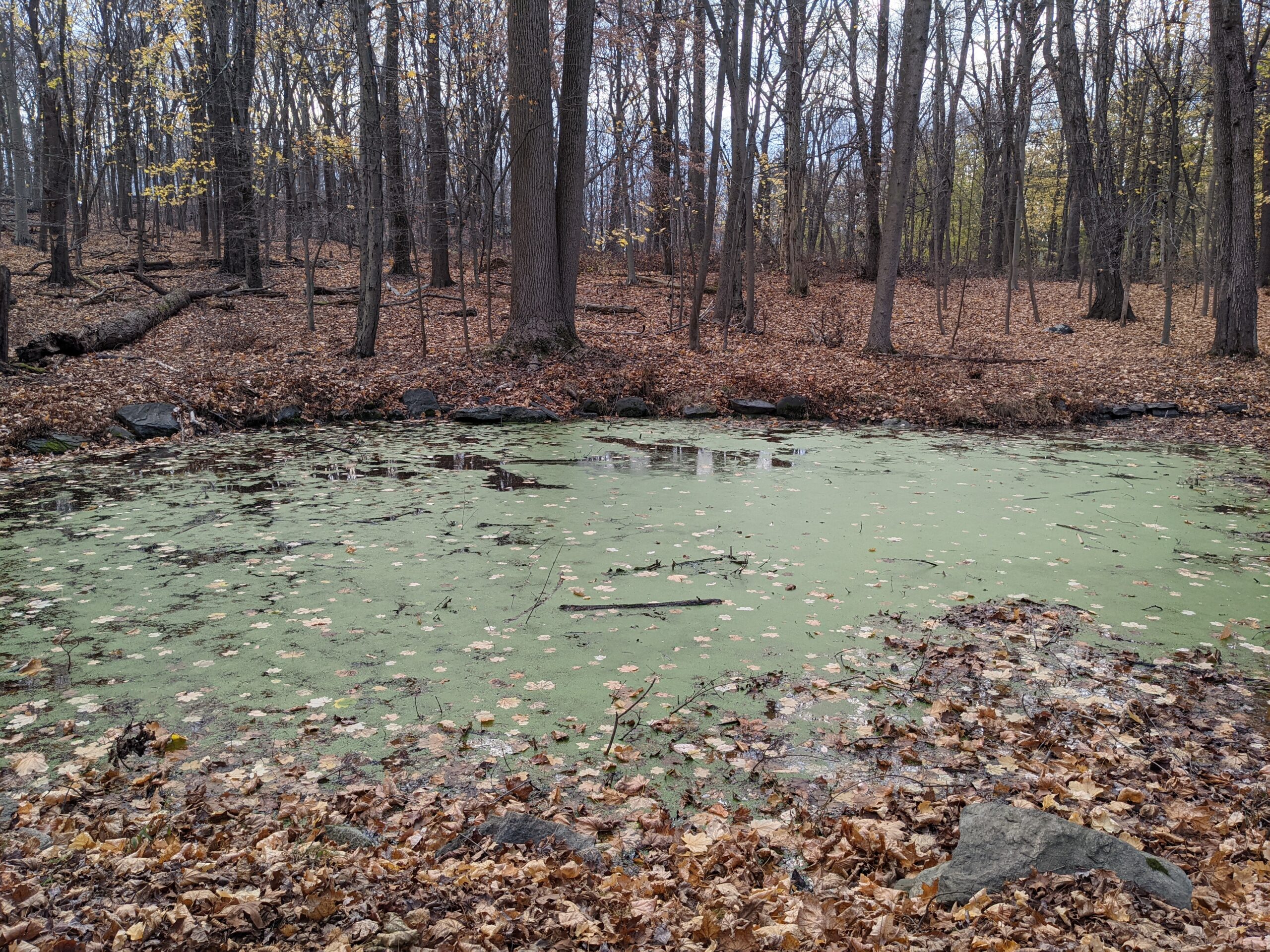 The Irvington Woods – Hermit’s Grave, Sunset Rock, Split Rock, Barney Brook, Ice Pond