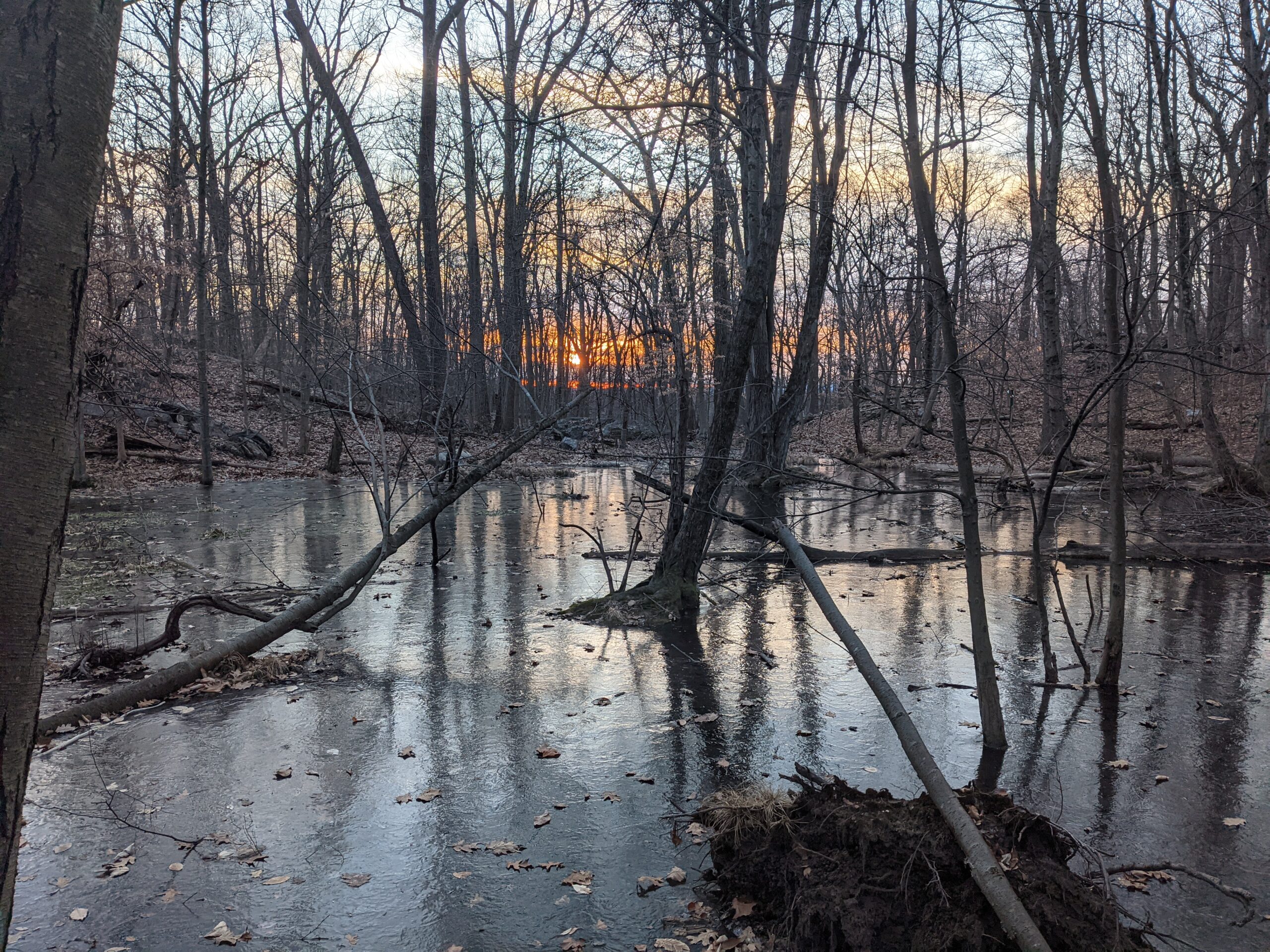 The Irvington Woods – Ice Pond, Memorial Loop, Hermit’s Grave, Hermit Wetlands
