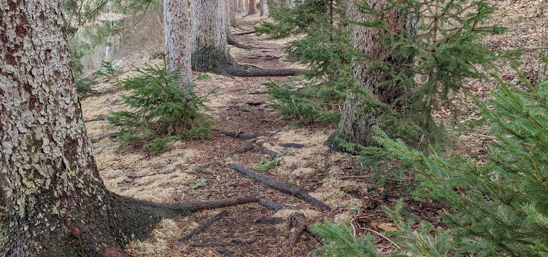 The Irvington Woods – Ice Pond, Irvington Reservoir, Memorial Loop, Hermit Wetlands