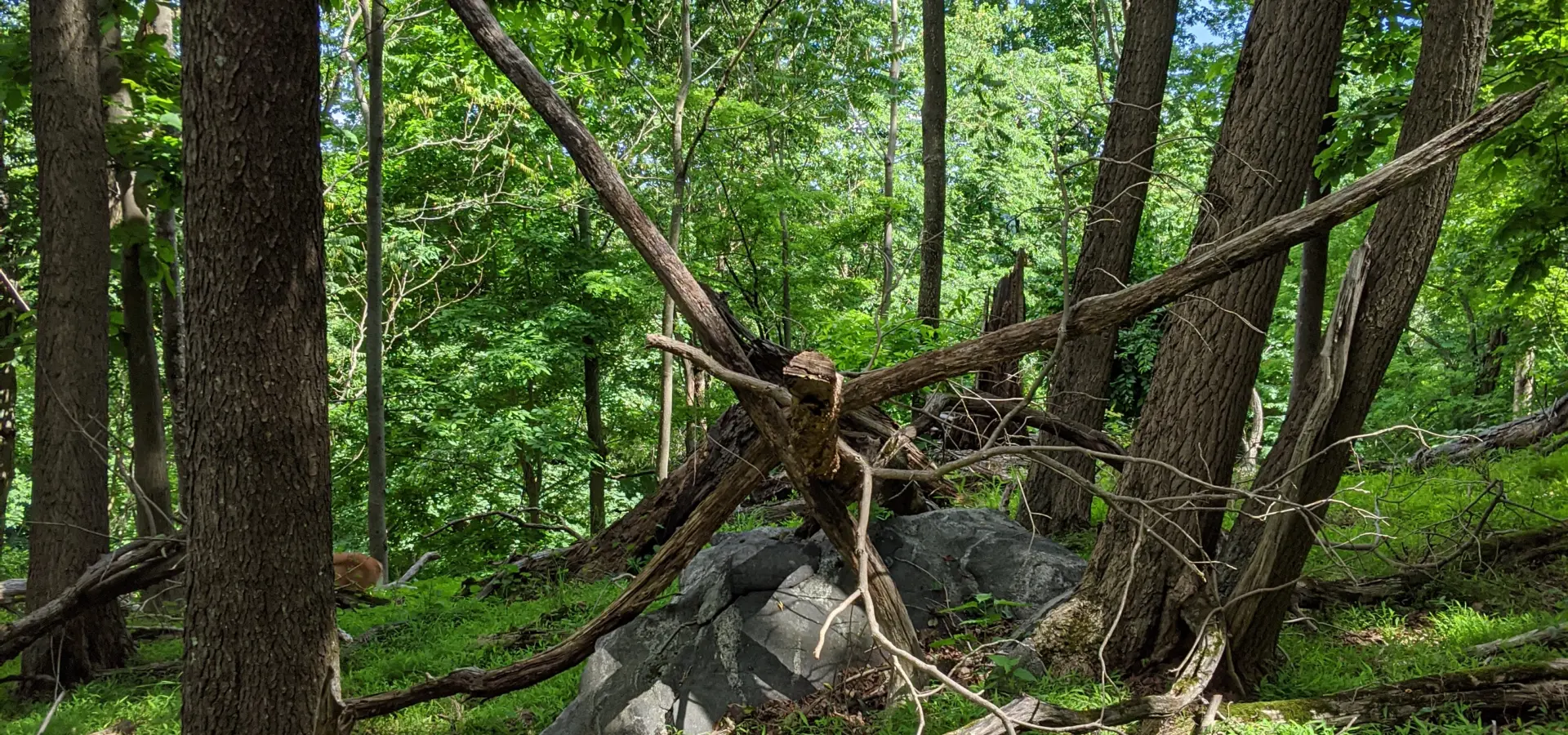 East Irvington Nature Preserve – Weckquaesgeek Trail