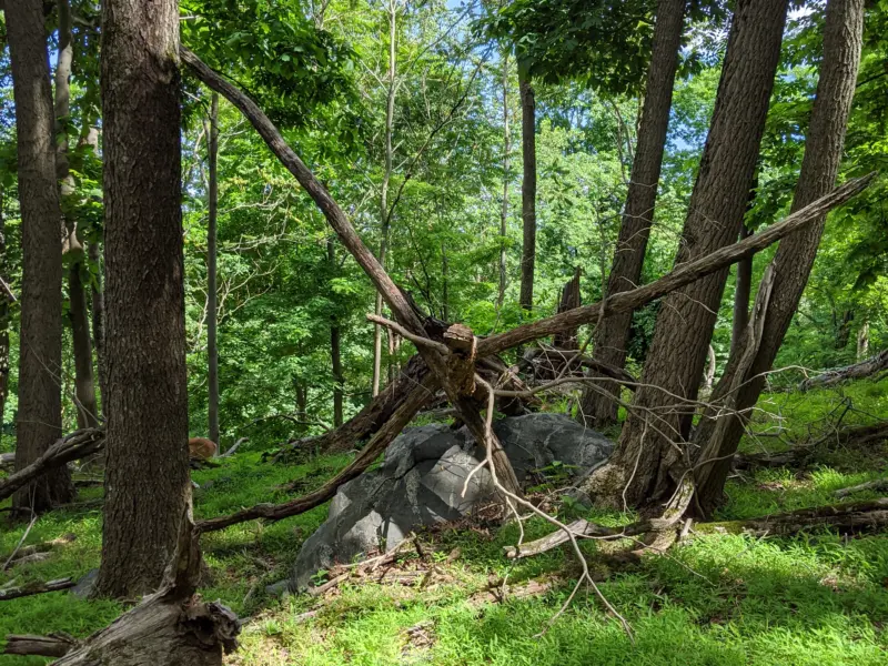East Irvington Nature Preserve – Weckquaesgeek Trail
