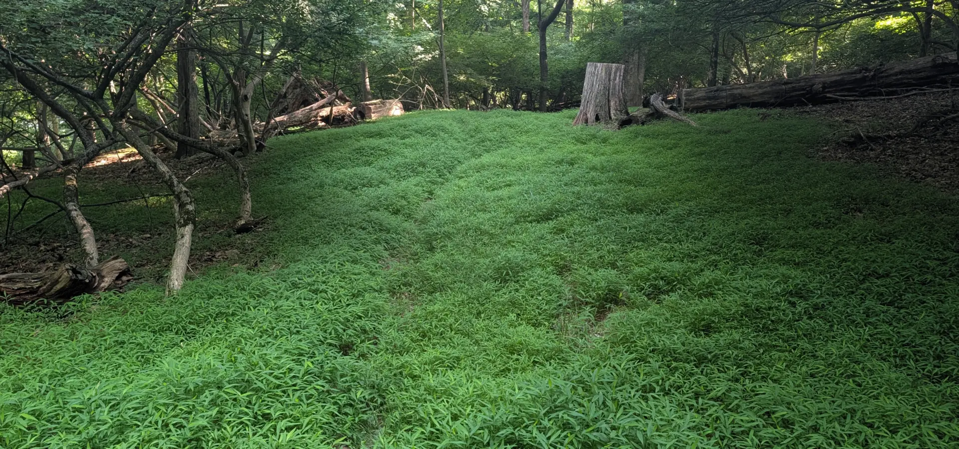 Taxter Ridge Park Preserve – Yellow Trail, Danny Gold Blue Trail, Woody Crest, Orange Trail