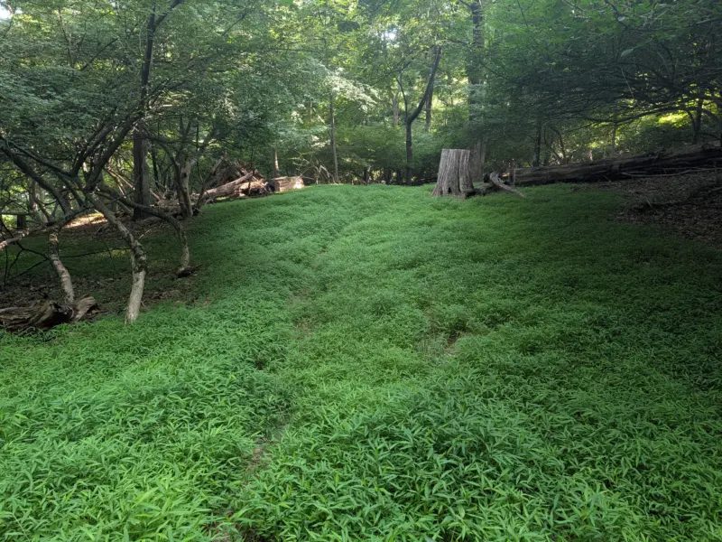 Taxter Ridge Park Preserve – Yellow Trail, Danny Gold Blue Trail, Woody Crest, Orange Trail